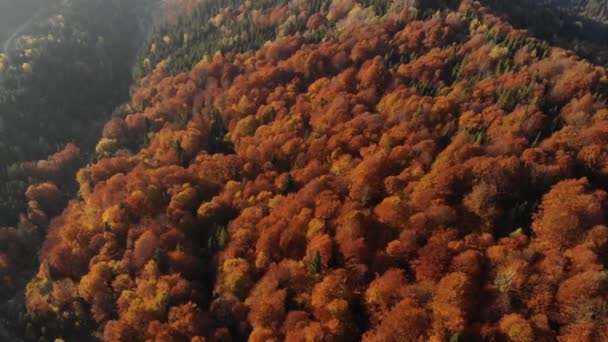 Aerial view of beautiful autumn forest — Stock Video