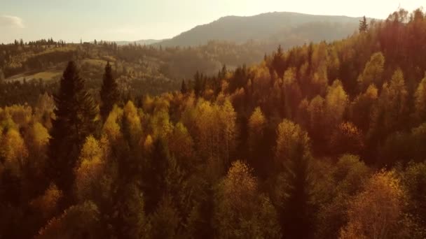 Vista aérea del dron: Vuelo sobre el bosque de pinos, abetos y árboles de hoja caduca en la campiña de las montañas bajo la suave luz del atardecer. Naturaleza, viajes, vacaciones. Cárpatos, Ucrania, Europa. 4K — Vídeo de stock