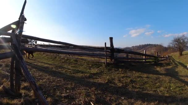 Schöne gehorsame braune irische Setter springt über Barriere. Superzeitlupe. — Stockvideo