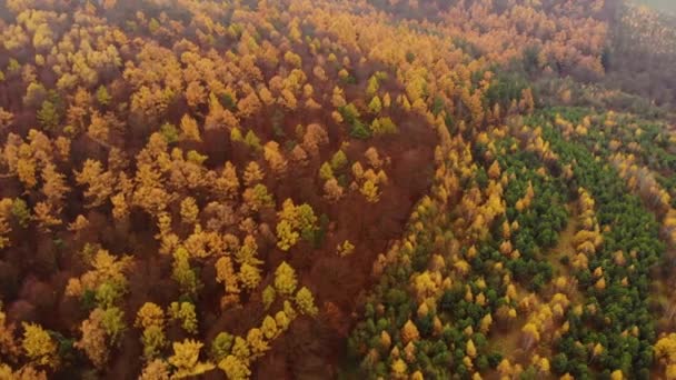 Amazing aerial birds eye view forest, trees at fall season. Red orange yellow foliage, autumn colors. Drone real time footage. — Stock Video