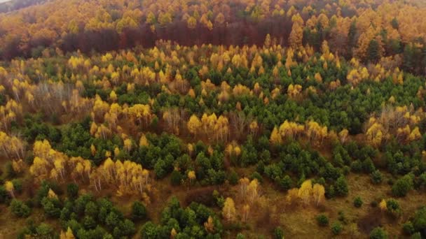 Úžasné letecké ptáky pohled na les, stromy v podzimním období. Červené oranžové listy, podzimní barvy. Záběry dronů v reálném čase. — Stock video