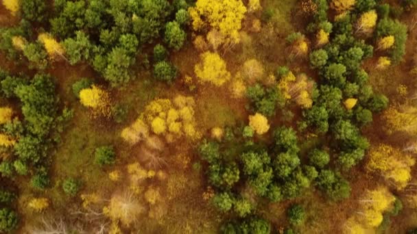 Erstaunliche Vogelperspektive Wald, Bäume in der Herbstsaison. rot orange gelbes Laub, Herbstfarben. Drohnen-Echtzeitaufnahmen. — Stockvideo