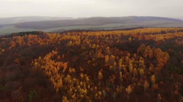 Amazing aerial birds eye view forest, trees at fall season. Red orange yellow foliage, autumn colors. Drone real time footage. — 图库视频影像