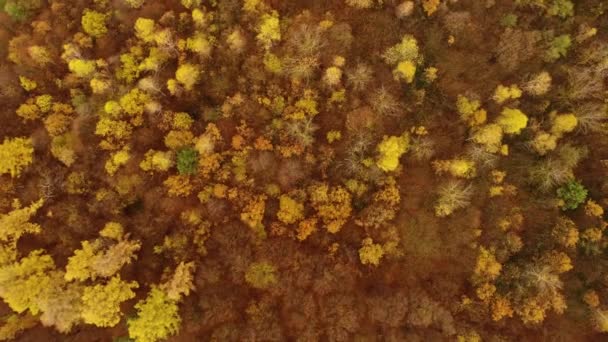 Incroyable oiseaux aériens vue sur la forêt, les arbres à la saison d'automne. Feuillage jaune orange rouge, couleurs automnales. Drone séquences en temps réel . — Video