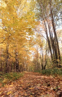 ormanda geç düşmek
