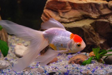 Bir akvaryumda yüzen goldfish