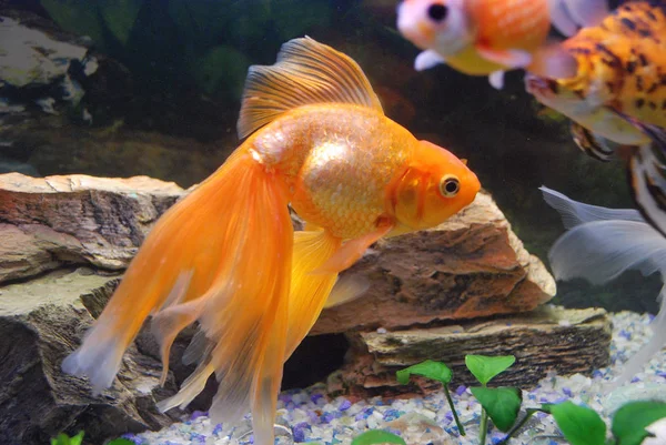 Bir akvaryumda yüzen goldfish