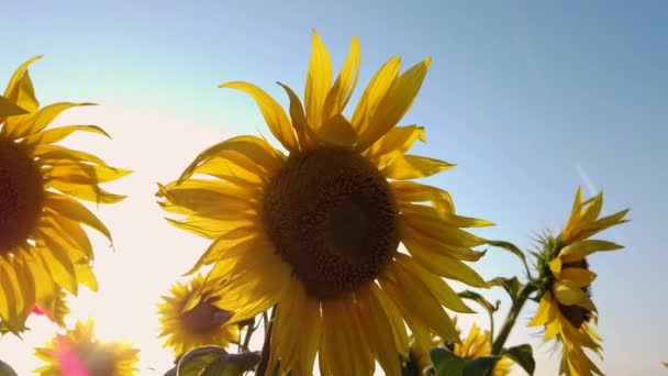 Tournesols en fleurs gros plan balançant dans le vent — Video