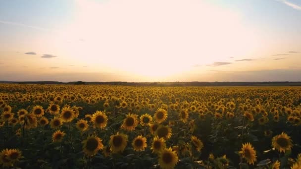 Quadcopter takeoff over a field of flowering sunflowers on the background of a beautiful sunset — Stock Video