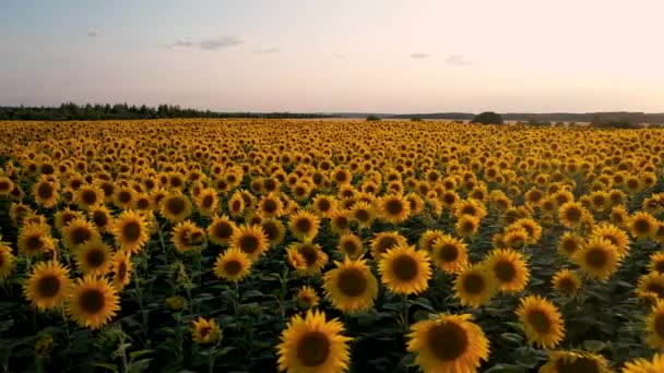 Flying quadcopter along the flowering sunflower on the background of a beautiful sunset — 비디오