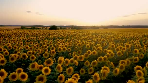 Flyga quadcopter över ett fält av blommande solros på bakgrunden av en vacker solnedgång — Stockvideo