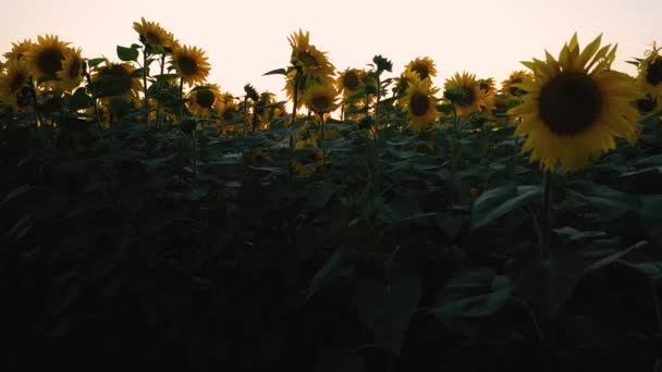 Quadcopter takeoff over a field of flowering sunflowers on the background of a beautiful sunset — 비디오