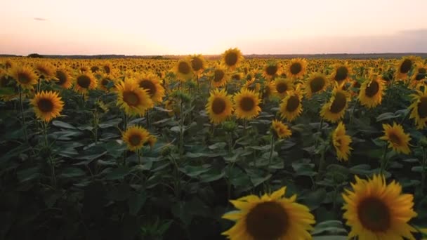Décollage du Quadcopter sur un champ de tournesols fleuris sur fond de magnifique coucher de soleil 