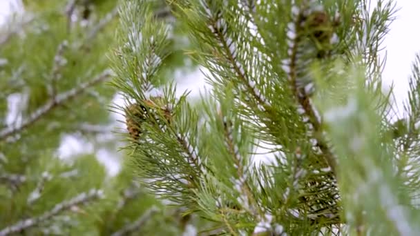 Primera nieve en un bosque de pinos jóvenes, ramas con conos de pino de primer plano — Vídeos de Stock