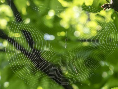 spider web in spring forest close-upspider web on the leaf with fresh dew of leave in foggy day