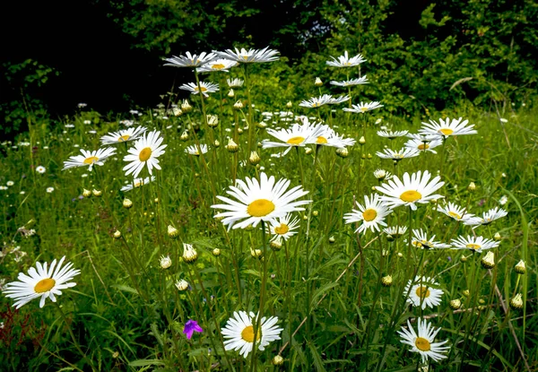 Chamomile flowers close-up in the grass, on the background of trees — Stock Photo, Image