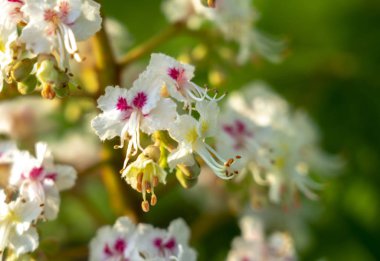 Flowering chestnut, flowering inflorescence of chestnut closeup