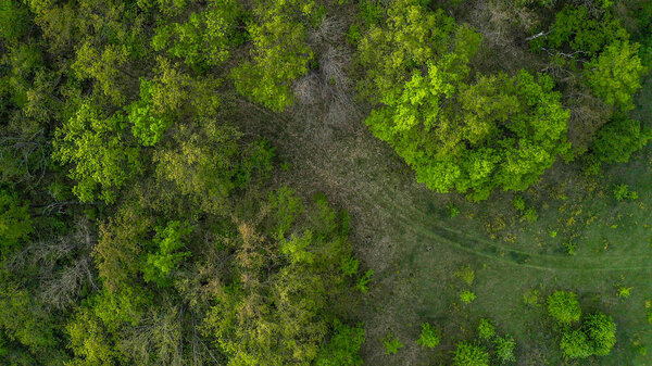The road leading to the forest photo with a quadcopter drone.