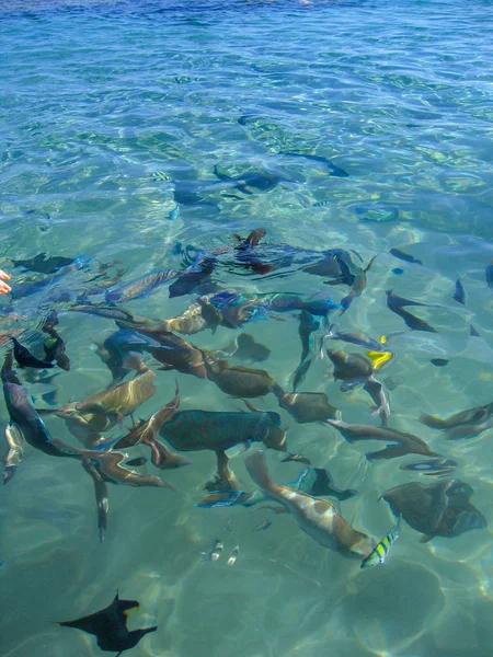 Színes halak egy korallzátonyon a vörös tengerben a vízen keresztül. — Stock Fotó