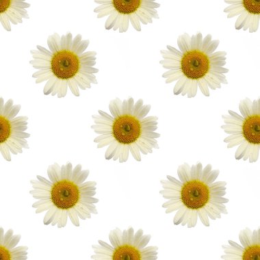 Beyaz arkaplanda yağmur damlalarıyla kaplı papatya çiçeğinin tekrarlanan deseni