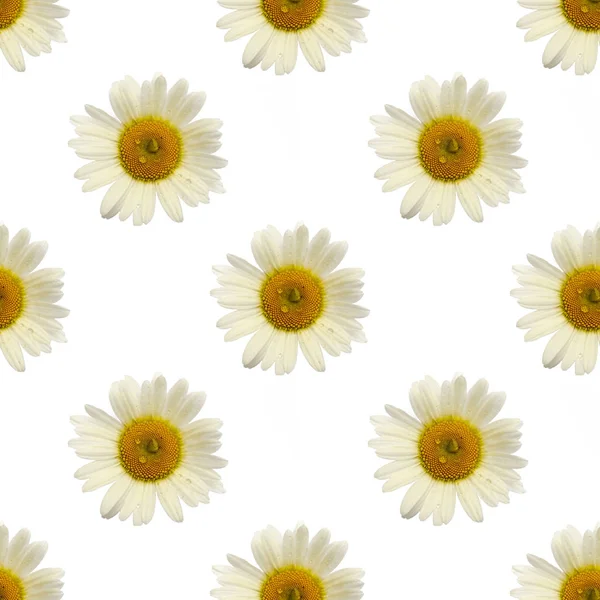 Upprepa mönster av kamomill blomma täckt med regndroppar på vit bakgrund — Stockfoto