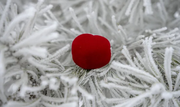 バレンタインデー、緋色のハート、ハート、霜と雪のコーンと松の枝に横たわっています — ストック写真