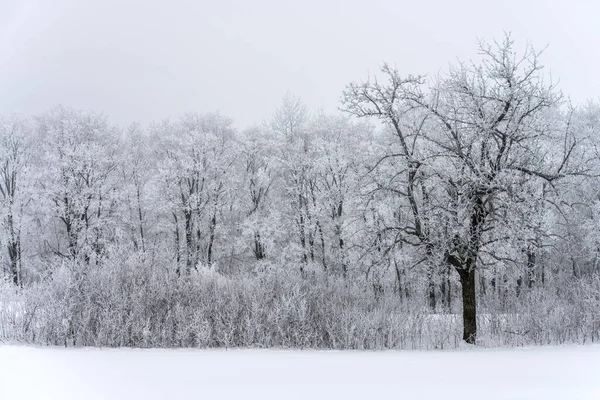 Paisaje invernal, árboles cubiertos de nieve contra nubes de nieve —  Fotos de Stock
