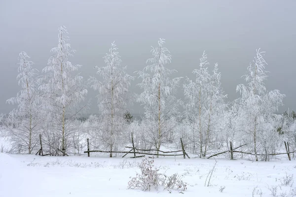 Winterlandschaft, schneebedeckte Birken vor dem Hintergrund von Schneewolken, tolle Aussicht — Stockfoto