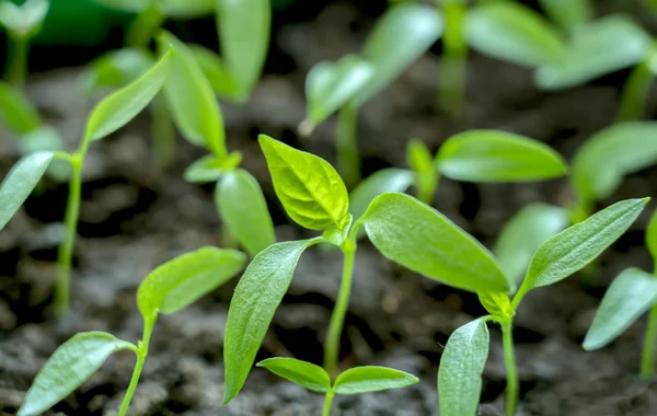 Sanft grüne, junge Sämlinge von Paprika. — Stockfoto