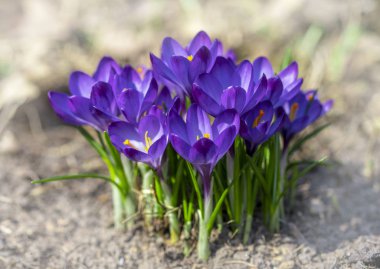 Baharın başlarında, çiçek açan Crocus ailesi Crocus Ruby Giant