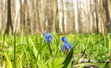 Primrose, Scilla bahar çiçeği Bahar güneşinin ılık ışınlarının altında