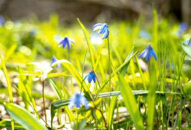 Primrose, Scilla bahar çiçeği Bahar güneşinin ılık ışınları altında, Paskalya kartı.