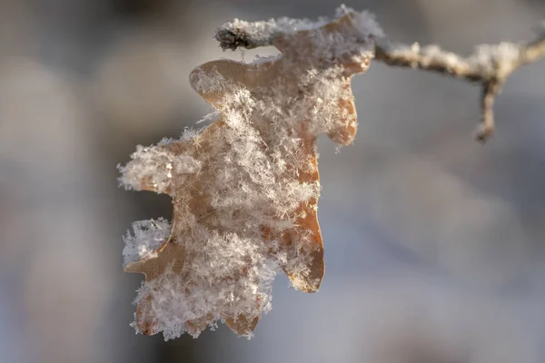 Liść dębu pokryty śnieżnym zbliżeniem — Zdjęcie stockowe