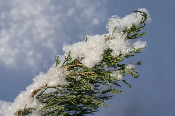 Ogromne opady śniegu, które wystają spod gałązki jałowca — Zdjęcie stockowe
