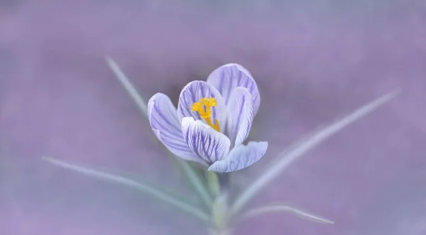İlkbaharın başlarında, Crocus Hubert mor siste — Stok fotoğraf