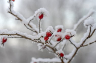 Rime, kırmızı böğürtlenli yabani gülün dalını kaplamıştı.