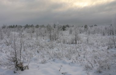 Güzel kış manzarası Karda çimenler ve ağaçlar