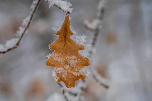 雪の中のハイレールオークの葉｜オークの葉 — ストック写真