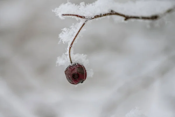 Hagtorn bär under snön hagtorn frukt under snön — Stockfoto