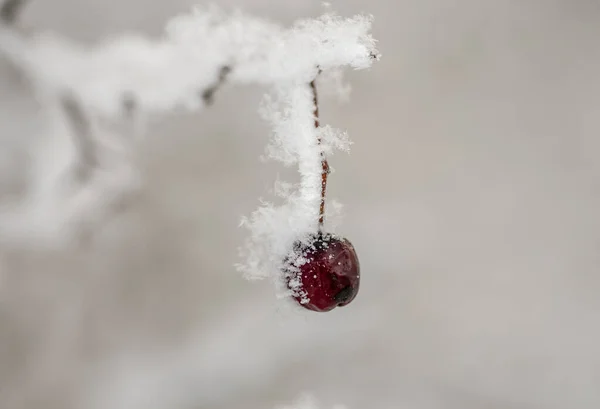 Jagody głogu pod śniegiem owoce głogu pod śniegiem — Zdjęcie stockowe