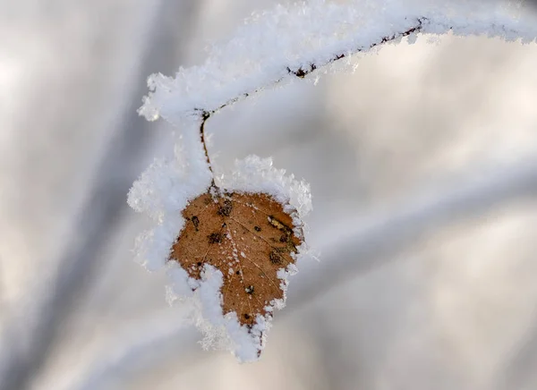 朝の雪の下に黄色の葉を持つ白樺の枝 — ストック写真