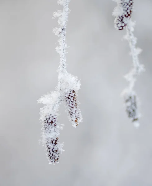 Karların altında huş ağacı küpeleri, don, doğa, bitki, mevsim,