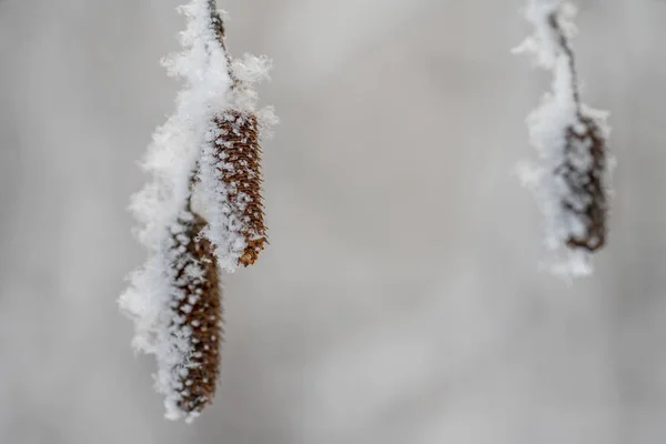 Kolczyki brzozy pod Å niegiem, mróz, natura, roÅ lina, sezon, — Zdjęcie stockowe