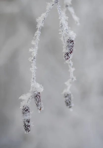 雪、霜、自然、植物、季節の下での白樺のイヤリング, — ストック写真