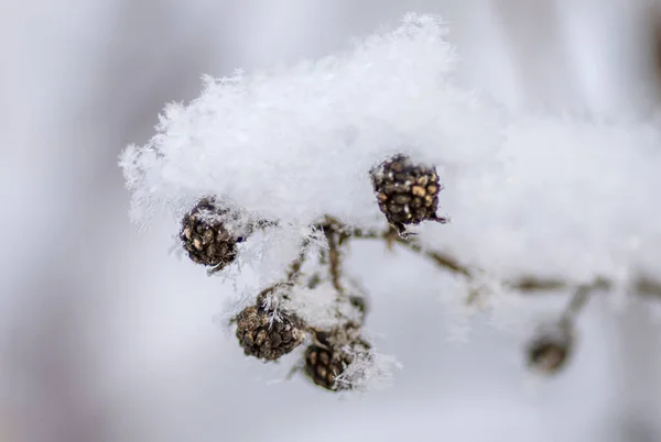 雪氷雪の下での果実と芽 — ストック写真