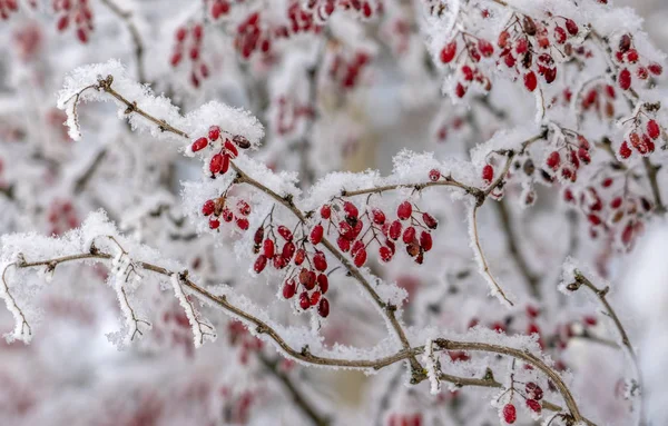 メギの果実。枝にメギ。枝に霜でメギ。冬の背景. — ストック写真
