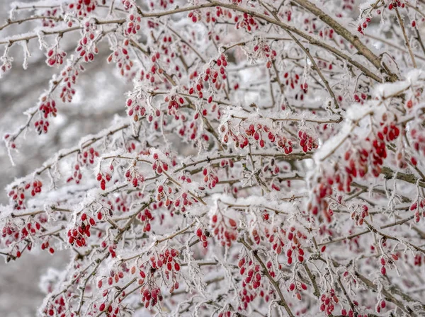 メギの果実。枝にメギ。枝に霜でメギ。冬の背景. — ストック写真