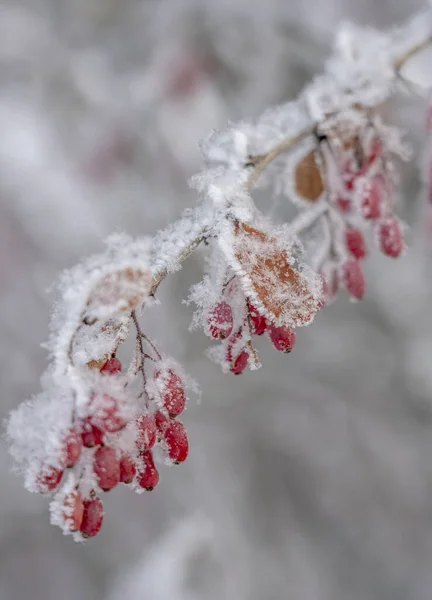 メギの果実。枝にメギ。枝に霜でメギ。冬の背景. — ストック写真