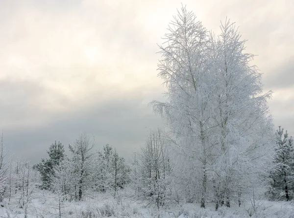 Hermoso paisaje de invierno hierba y árboles en la nieve —  Fotos de Stock