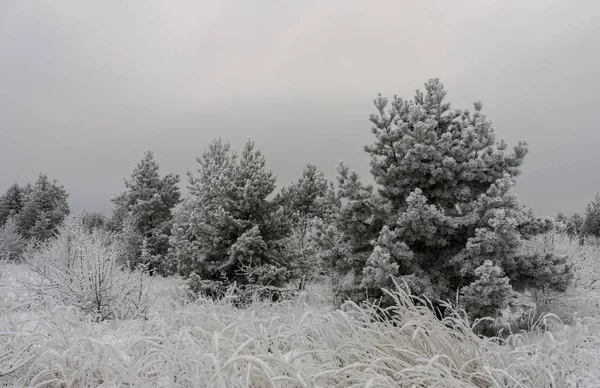 Beautiful Winter landscape grass and trees in snow — Stock Photo, Image